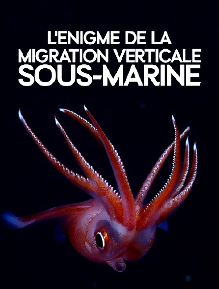 L'énigme de la migration verticale sous-marine
