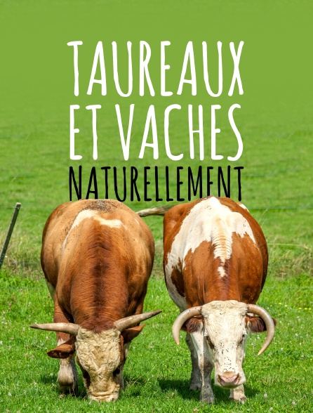 Taureaux et vaches, naturellement