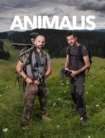 Animalis