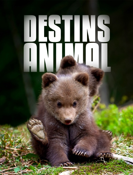 Destins Animal