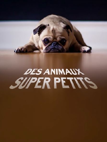 Des animaux super petits