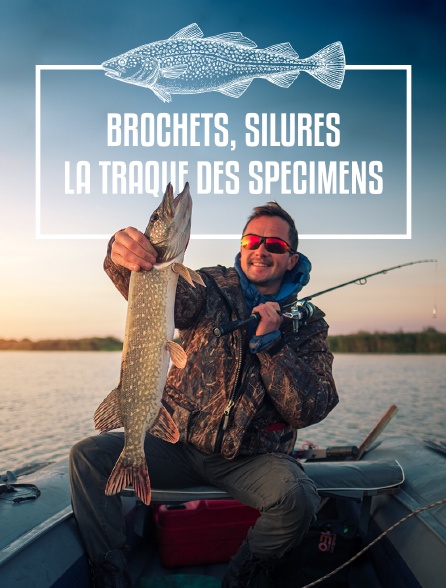 Brochets, silures, la traque des spécimens