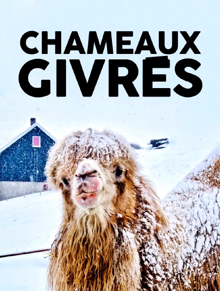 Chameaux givrés