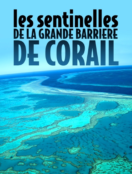 Les sentinelles de la Grande Barrière de corail