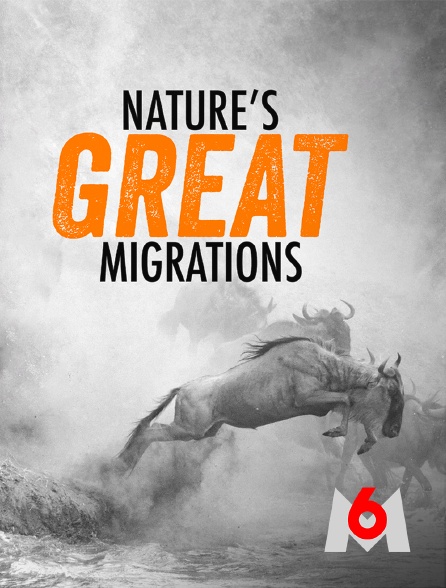 M6 - Nature's Great Migrations