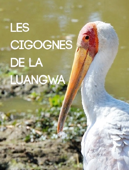 Les cigognes de la Luangwa