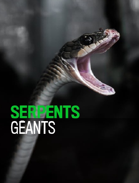 Serpents géants