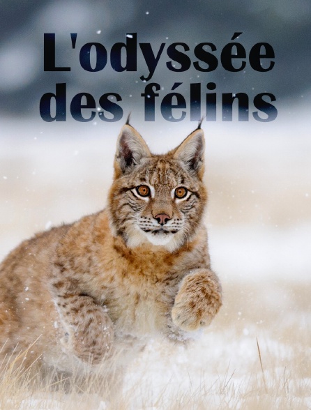 L'odyssée des félins