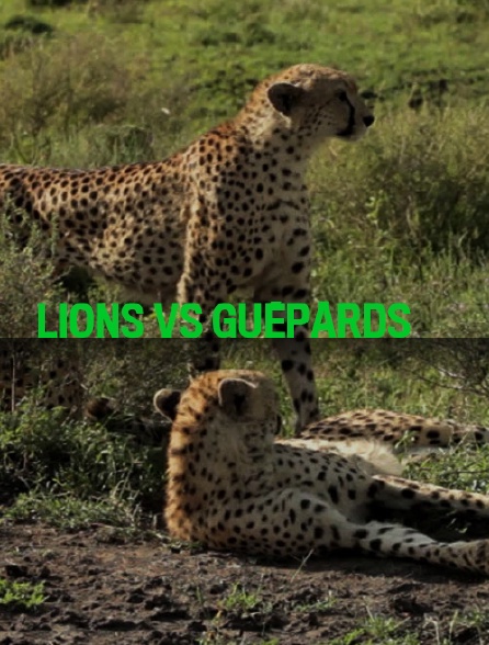 Lions vs guépards
