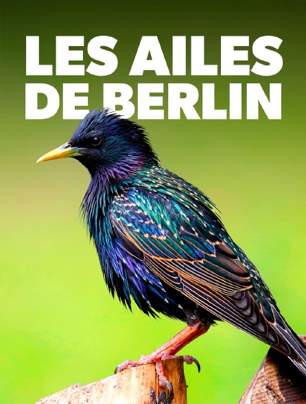 Les ailes de Berlin : Quand passent les étourneaux