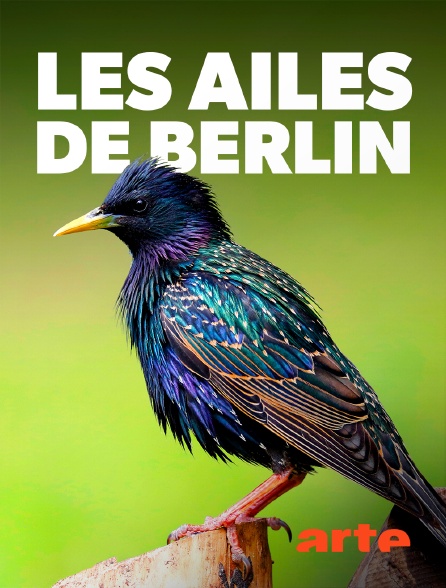 Arte - Les ailes de Berlin : Quand passent les étourneaux