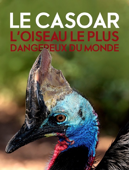 Le casoar, l'oiseau le plus dangereux du monde