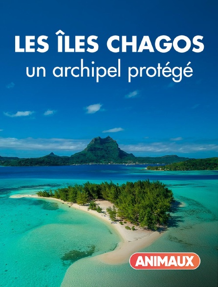 Animaux - Les îles Chagos, un archipel protégé en replay