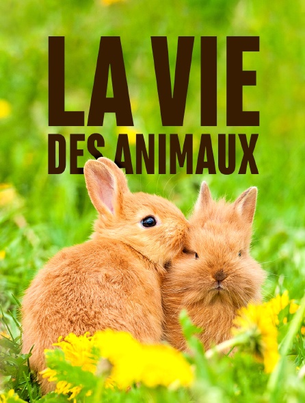 La vie des animaux