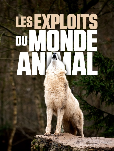 Les exploits du monde animal