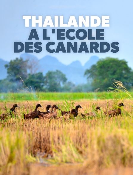 Thaïlande, à l'école des canards