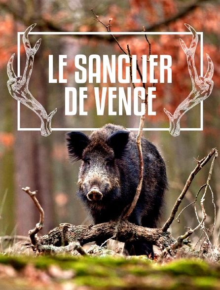 Le sanglier de Vence