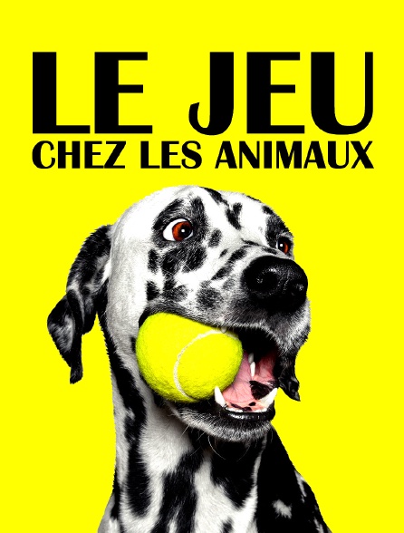 Le jeu chez les animaux