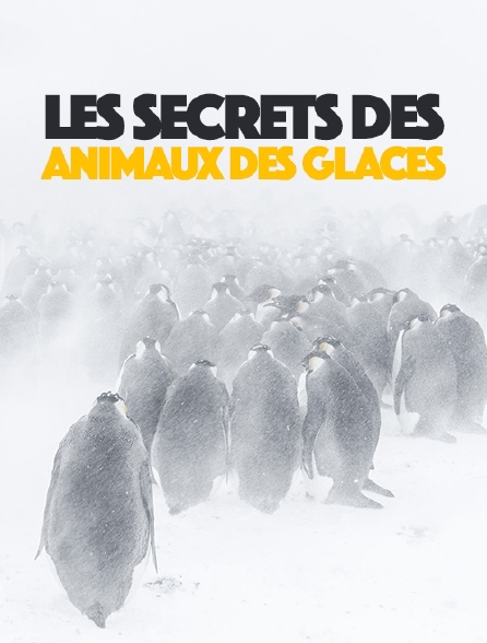 Les secrets des animaux des glaces