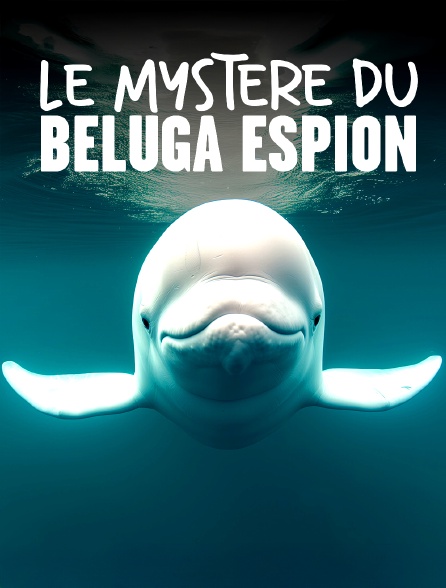 Le mystère du béluga espion
