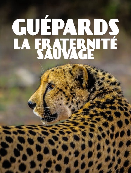 Guépards, la fraternité sauvage