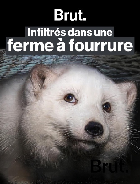 Brut - Finlande : infiltrés dans une ferme à fourrure en replay