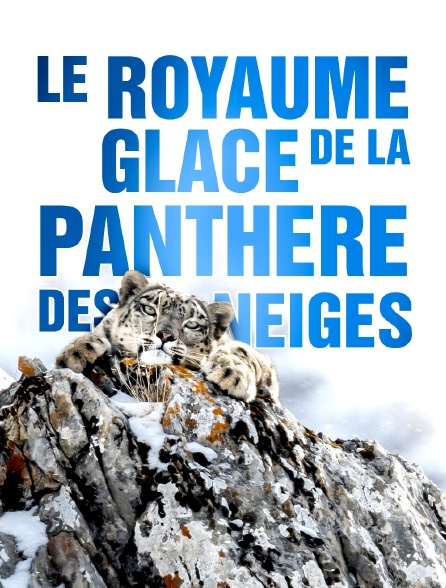 Le royaume glacé de la panthère des neiges