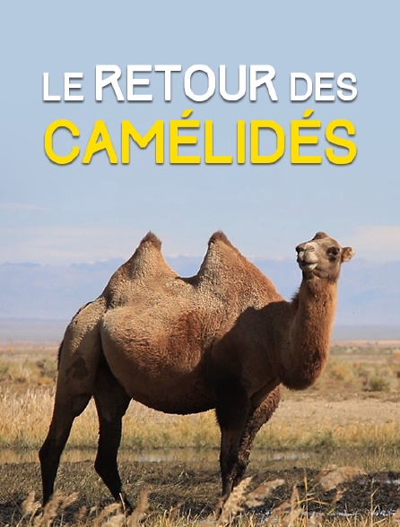 Le retour des camélidés