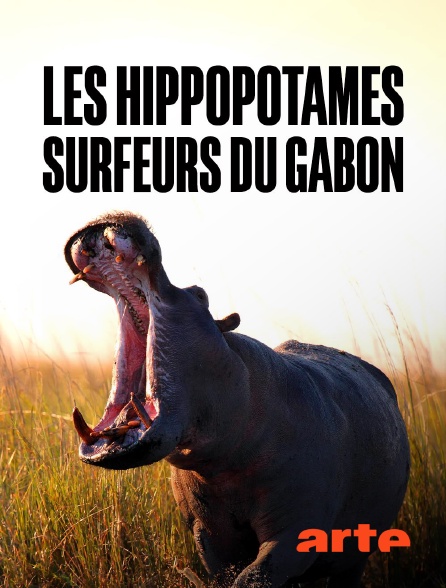 Arte - Les hippopotames surfeurs du Gabon