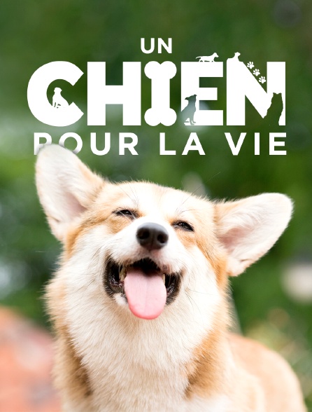 Un chien pour la vie