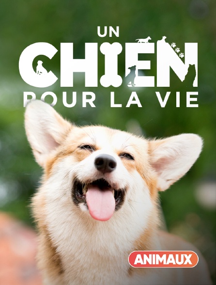 Animaux - Un chien pour la vie