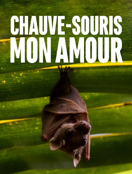 Chauve-souris, mon amour