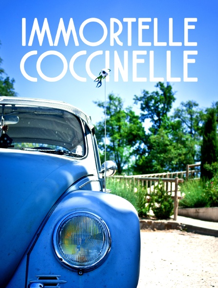 Immortelle Coccinelle