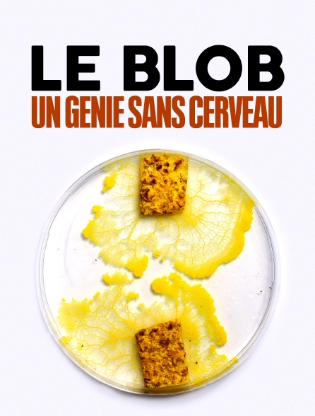 Le Blob, un génie sans cerveau