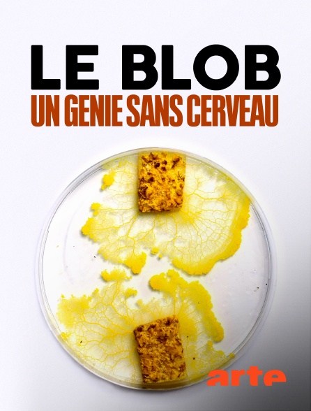 Arte - Le Blob, un génie sans cerveau