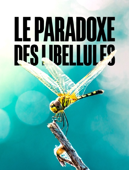 Le paradoxe des libellules