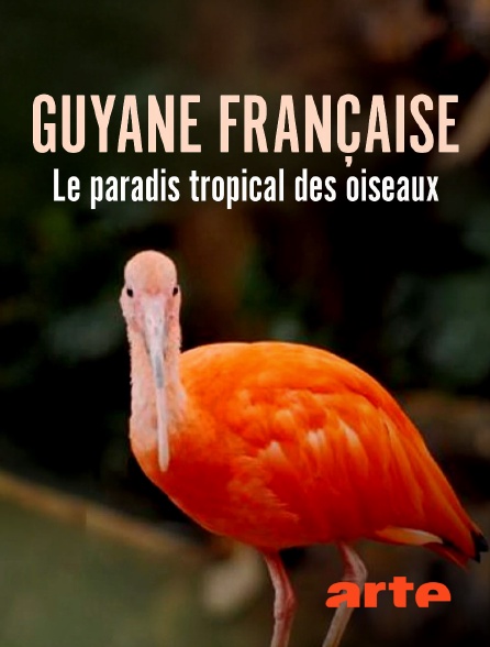Arte - Guyane française : Le paradis tropical des oiseaux en replay