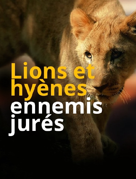 Lions et hyènes, ennemis jurés