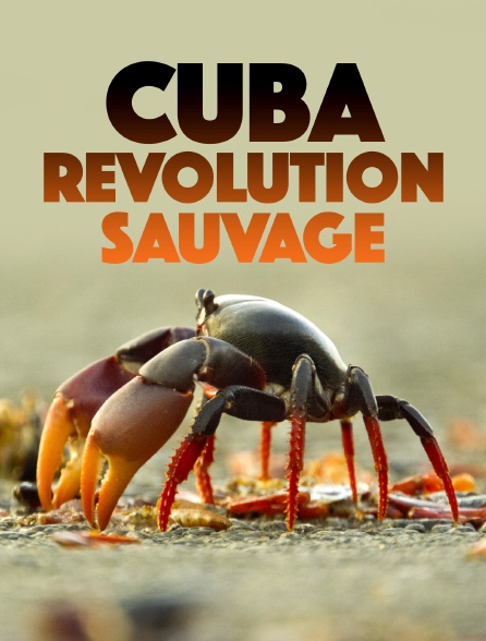 Cuba, révolution sauvage