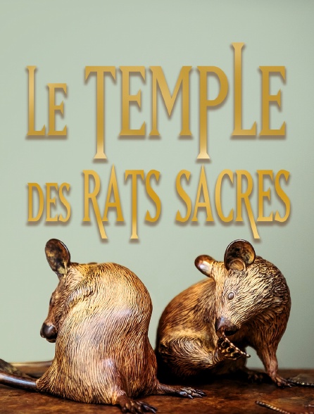 Le temple des rats sacrés