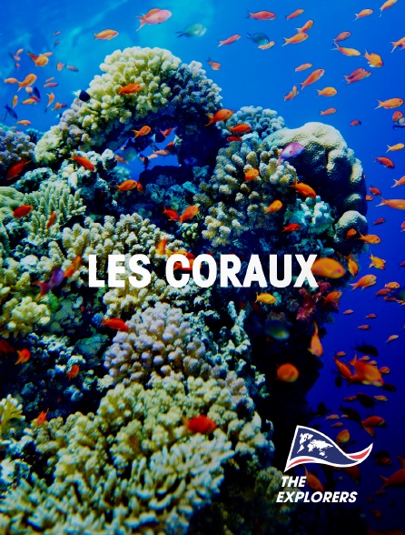 The Explorers - Les coraux