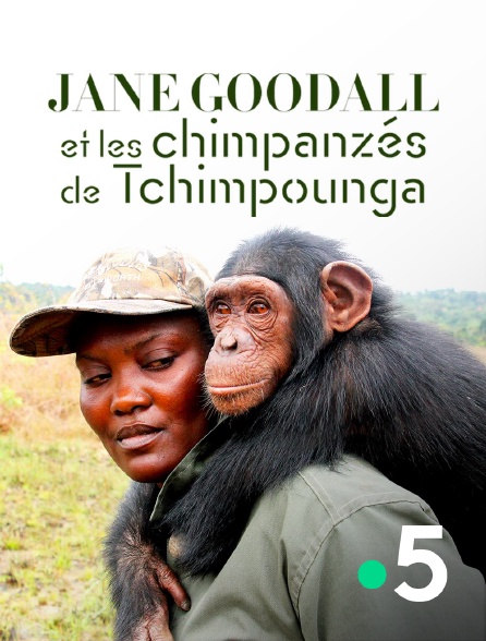 France 5 - Jane Goodall et les chimpanzés de Tchimpounga