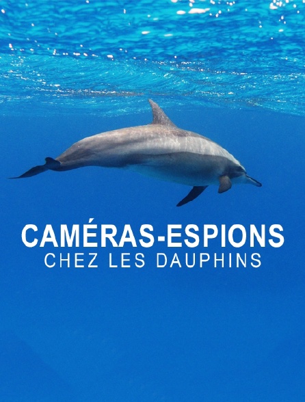 Dauphins, le grand jeu