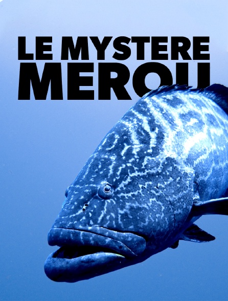 Le mystère mérou