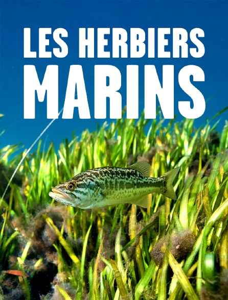 Les herbiers marins : Précieuses sources de vie