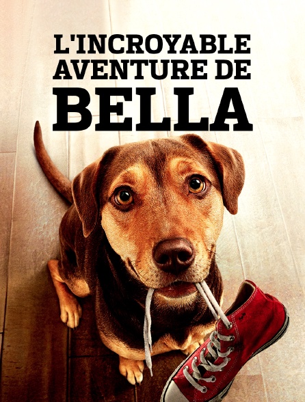 L Incroyable Aventure De Bella Streaming L'incroyable aventure de Bella en Streaming - Molotov.tv