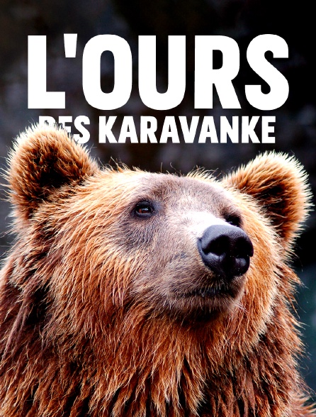 L'ours des Karavanke : Sur les traces d'un frontalier