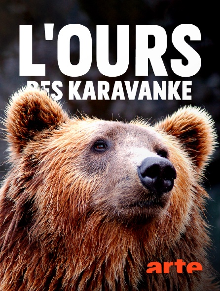Arte - L'ours des Karavanke : Sur les traces d'un frontalier