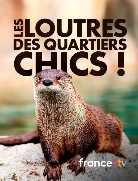 france.tv - Les loutres des quartiers chics !