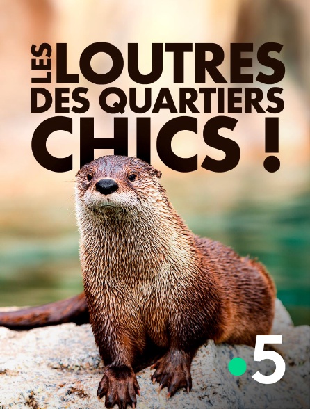France 5 - Les loutres des quartiers chics !